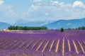 Big beautiful lavender field with a farm in the background of mountains and beautiful sky with clouds.