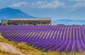 Big beautiful lavender field with a farm in the background of mountains and beautiful sky with clouds.