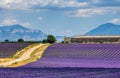 Big beautiful lavender field with a farm in the background of mountains and beautiful sky with clouds.