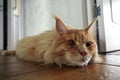 Big beautiful Maine Coon cat lying on the floor in the room