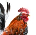 Big beautiful male rooster isolated on white background. crowing in front of white background. Farm animals. Royalty Free Stock Photo