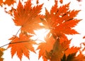 Brigbig beautiful maple leaves through which goes the sunlight. beautiful autumn paints. Royalty Free Stock Photo