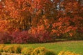 Big beautiful maples with autumn yellow red orange leaves and decorative colorful bushes and flowers in a city park on a sunny day