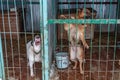 A big, beautiful, menacing dog in a doghouse behind bars in a homeless shelter