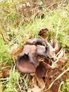 Big beautiful mushrooms on old rotten wood Royalty Free Stock Photo