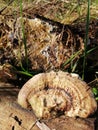 Big beautiful mushrooms on old rotten wood Royalty Free Stock Photo