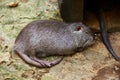 Big nutria resting Royalty Free Stock Photo