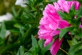 Big beautiful ory peony with large drops