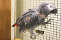 Big beautiful parrot sitting on the cage. Jaco. Gray Parrot