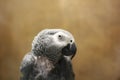 Big beautiful parrot sitting on the cage. Jaco. Gray Parrot