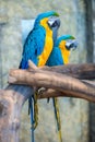 Big beautiful parrots couple Royalty Free Stock Photo