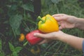 Big beautiful peppers in the hands of a woman in a vegetable garden in the countryside Royalty Free Stock Photo