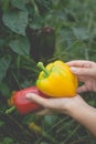 Big beautiful peppers in the hands of a woman in a vegetable garden in the countryside Royalty Free Stock Photo