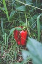 Big beautiful peppers in the home garden in the countryside after the rain Royalty Free Stock Photo