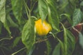 Big beautiful peppers in the home garden in the countryside after the rain Royalty Free Stock Photo