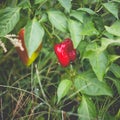 Big beautiful peppers in the home garden in the countryside after the rain Royalty Free Stock Photo