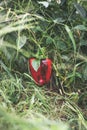 Big beautiful peppers in the home garden in the countryside after the rain Royalty Free Stock Photo