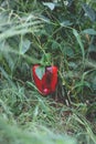 Big beautiful peppers in the home garden in the countryside after the rain Royalty Free Stock Photo