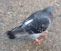 big Beautiful pigeon