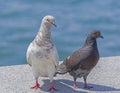 Big Beautiful pigeons on a walk