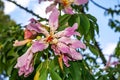 Big beautiful pink flower of silk floss tree on a background of green leaves close-up. Ceiba speciosa is ornamental exotic plant