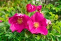 Big beautiful pink rose hips flowers among green leaves Royalty Free Stock Photo