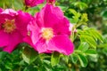 Big beautiful pink rose hips flowers among green leaves Royalty Free Stock Photo