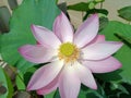 Big beautiful pink water lily or lotus flower in pond.Close up Royalty Free Stock Photo