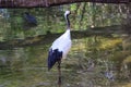 Big Beautiful Red-crowned Crane Bird Standing In The Lake Royalty Free Stock Photo