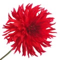 Big beautiful red dahlia flower isolated on white Royalty Free Stock Photo