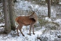 Big and beautiful red deer female during the deer rut in the nature habitat in Czech Republic, european animals, deer rut