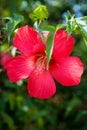 Big beautiful red exotic flower closeup