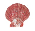 Red sea scallop shell