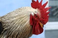 Big beautiful rooster near building. Domestic animal