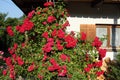 A big beautiful rose bush