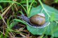 Big beautiful snail on a green leaf closeup Royalty Free Stock Photo