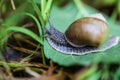 Big beautiful snail on a green leaf closeup Royalty Free Stock Photo