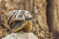 Big beautiful snail on a shell