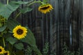 Big beautiful sunflowers on the background of an old wooden fence. Royalty Free Stock Photo