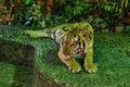 Big tiger ar farm in Thailand Royalty Free Stock Photo