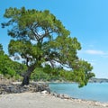 Big beautiful tree Royalty Free Stock Photo