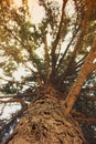 Big beautiful tree. Treetops against the sky Royalty Free Stock Photo