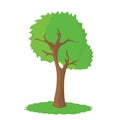 Big beautiful tree on a white background. Royalty Free Stock Photo