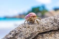 Big, beautiful tropical hermit crab on a rock on the beach Royalty Free Stock Photo