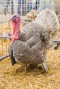 Big beautiful turkey on a farm Royalty Free Stock Photo