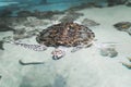 Big beautiful turtle floating in the sea near the shore. Royalty Free Stock Photo