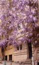 Big beautiful violet glucinum,wistaria tree, covering building. Rare,unusual plant outdoors in street
