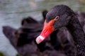 Big beautiful water bird black swan portrait Royalty Free Stock Photo