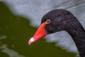 Big beautiful water bird black swan portrait Royalty Free Stock Photo