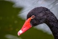 Big beautiful water bird black swan portrait Royalty Free Stock Photo